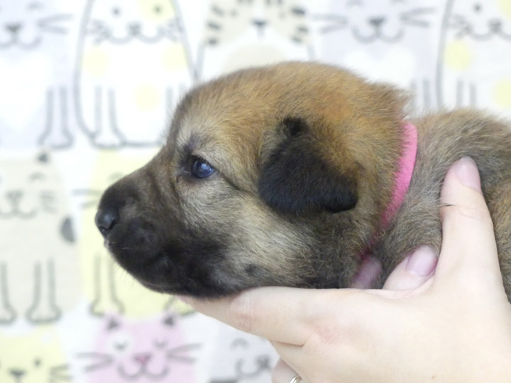 chinook puppy